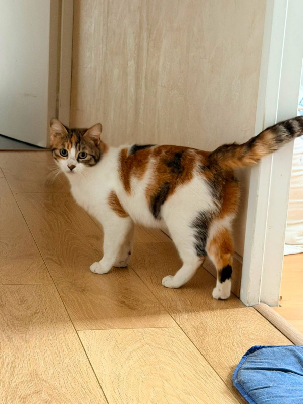 BAHIA - Chat Européen à adopter - photo 2