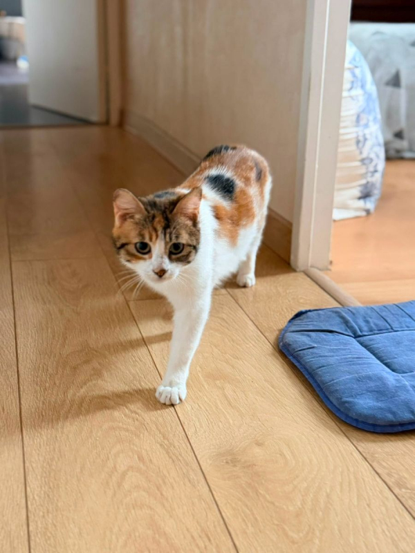 BAHIA - Chat Européen à adopter - photo 3