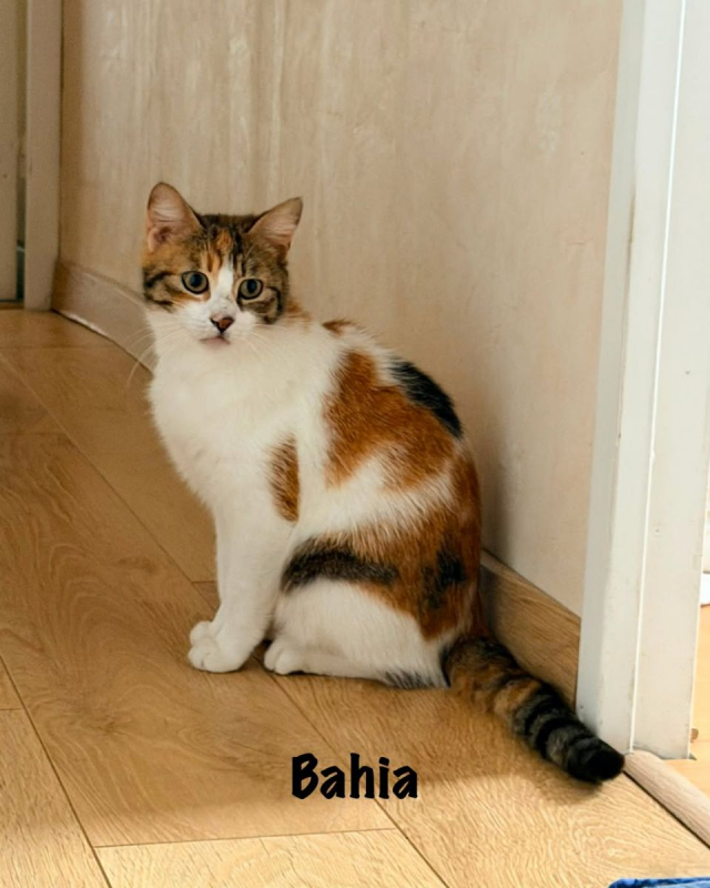 BAHIA - Chat Européen à adopter - photo 4