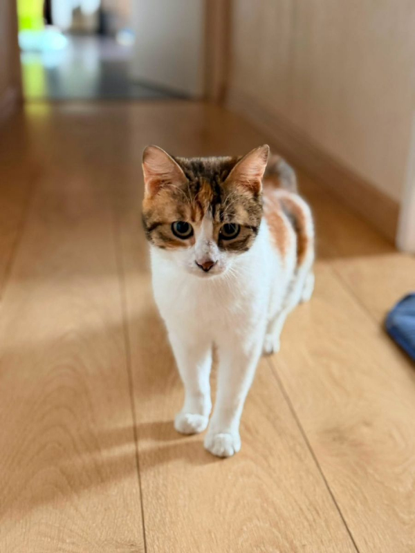 BAHIA - Chat Européen à adopter