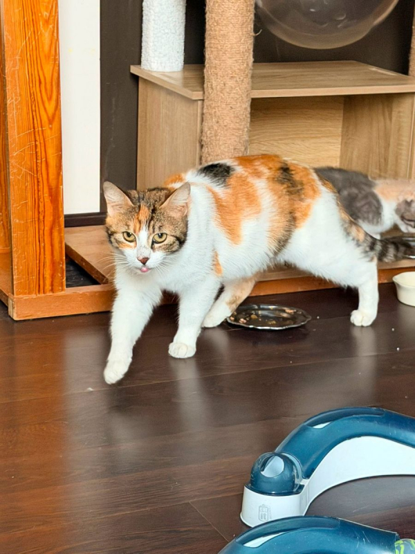BAHIA - Chat Européen à adopter - photo 6
