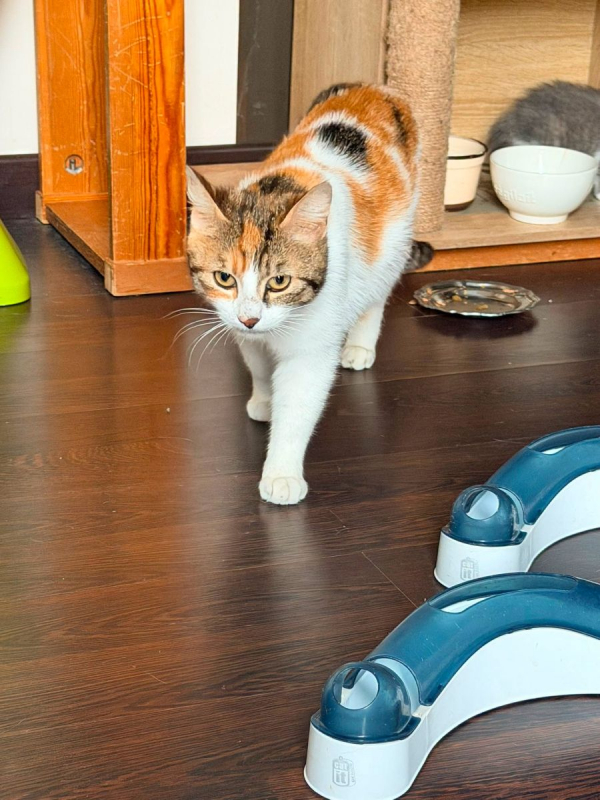 BAHIA - Chat Européen à adopter - photo 5