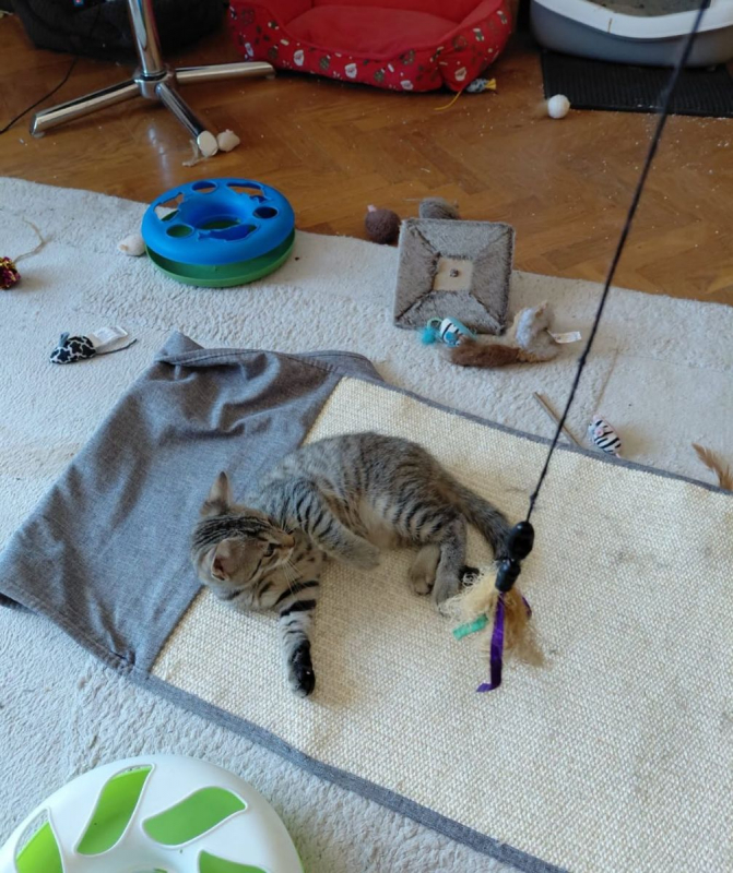 TRACASSIN - Chat Européen à adopter - photo 6