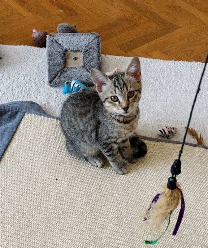 TRACASSIN - Chat Européen à adopter - photo 3