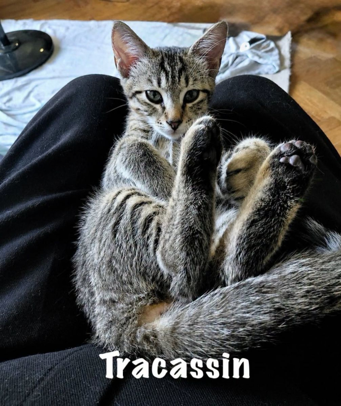 TRACASSIN - Chat Européen à adopter - photo 4