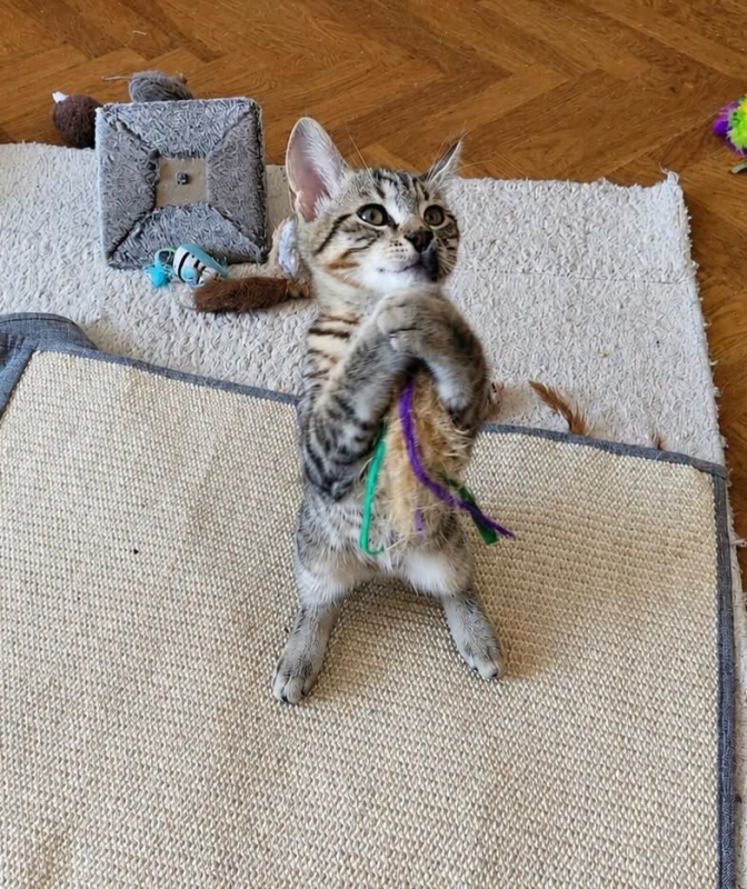 TRACASSIN - Chat Européen à adopter