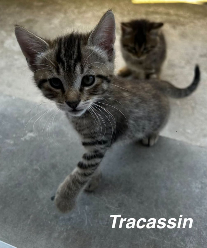 TRACASSIN - Chat Européen à adopter - photo 2
