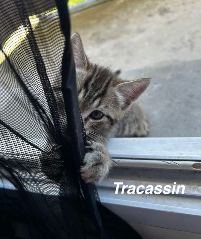 TRACASSIN - Chat Européen à adopter - photo 5