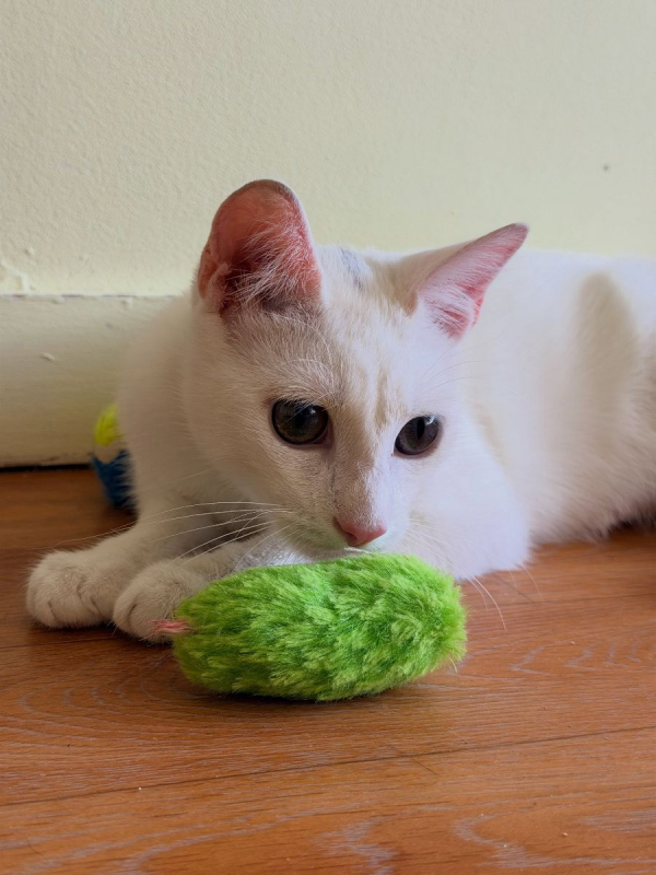 TIPP-EX - Chat Européen à adopter - photo 9