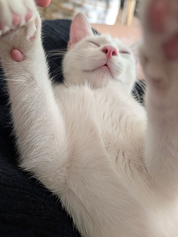 TIPP-EX - Chat Européen à adopter - photo 4