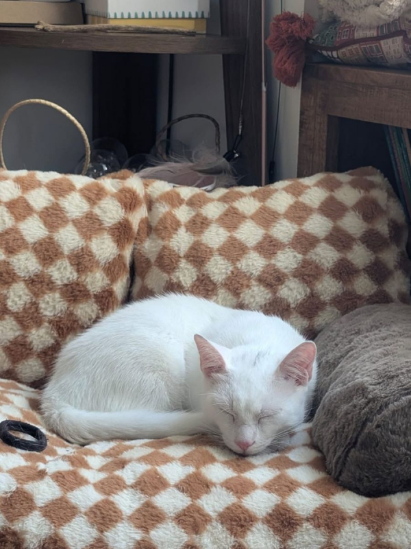 TIPP-EX - Chat Européen à adopter - photo 7