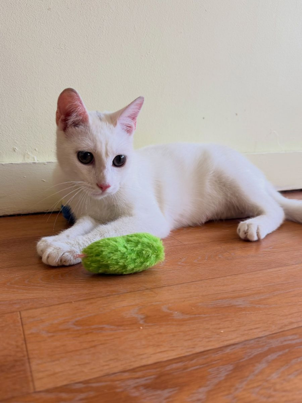 TIPP-EX - Chat Européen à adopter - photo 8