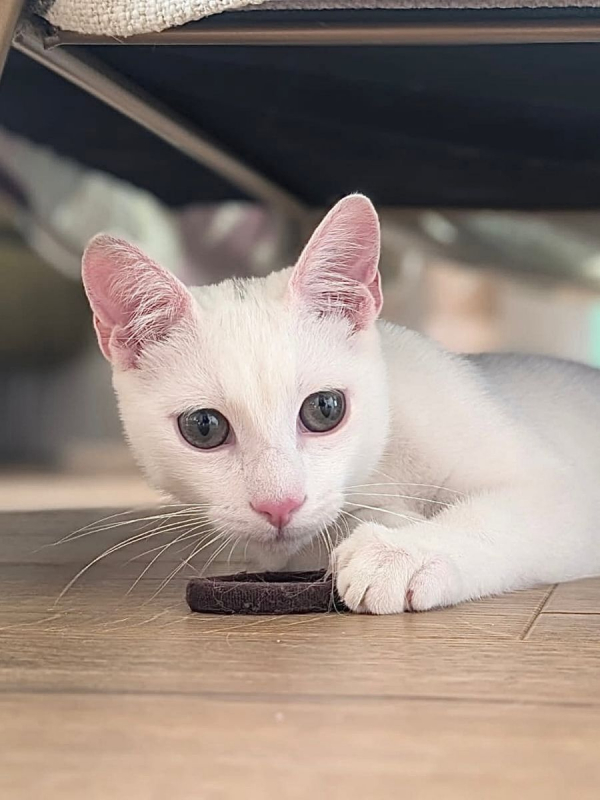TIPP-EX - Chat Européen à adopter - photo 6