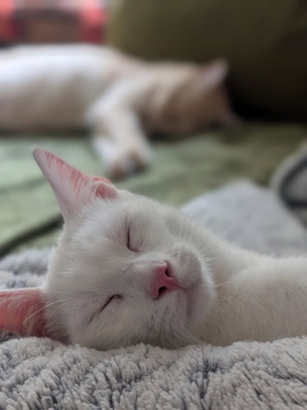 TIPP-EX - Chat Européen à adopter - photo 10