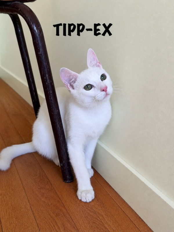 TIPP-EX - Chat Européen à adopter - photo 3