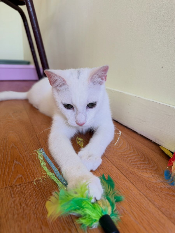 TIPP-EX - Chat Européen à adopter - photo 5