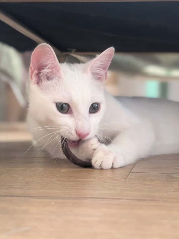TIPP-EX - Chat Européen à adopter - photo 2