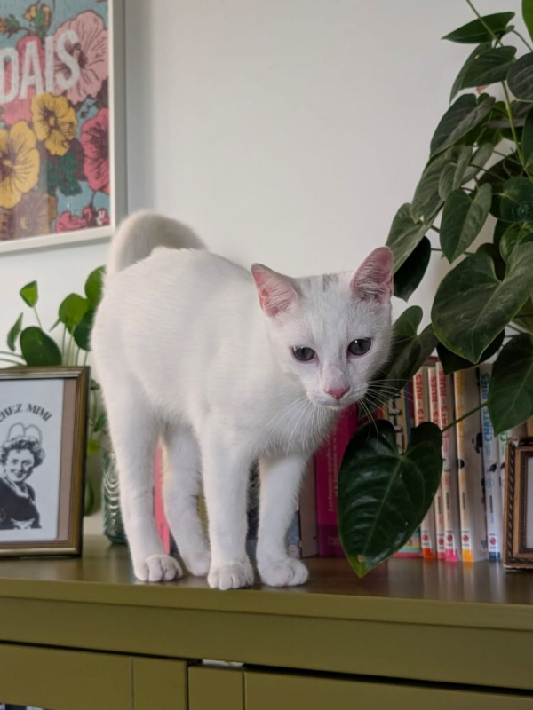 TIPP-EX - Chat Européen à adopter