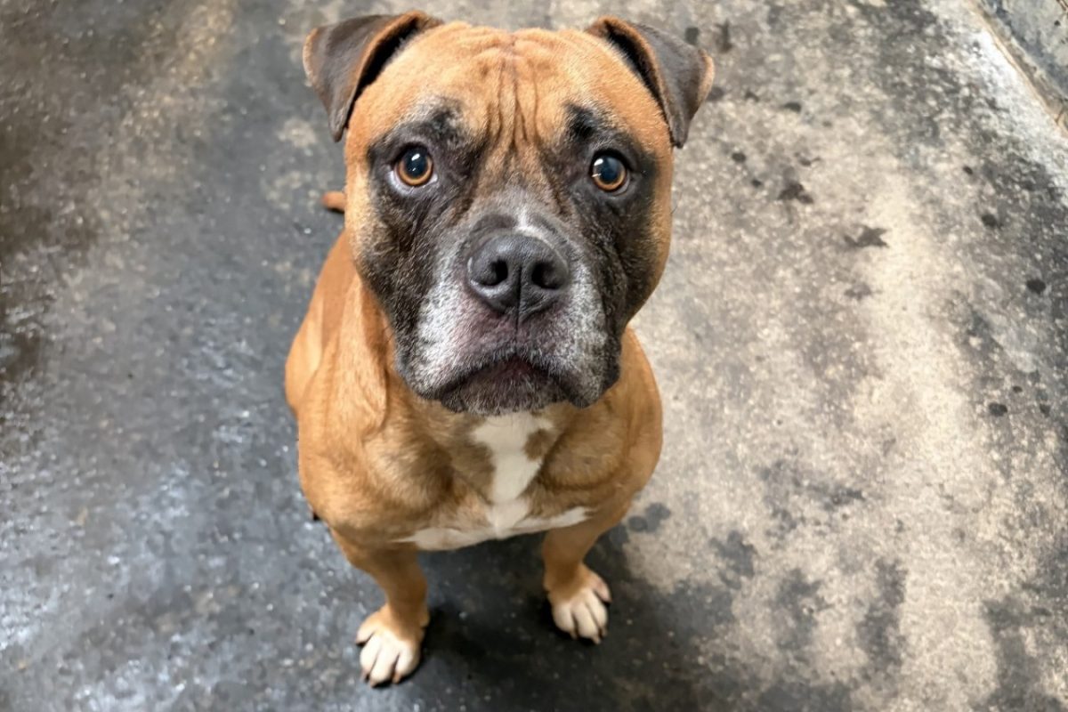 Bouba - Chien à adopter