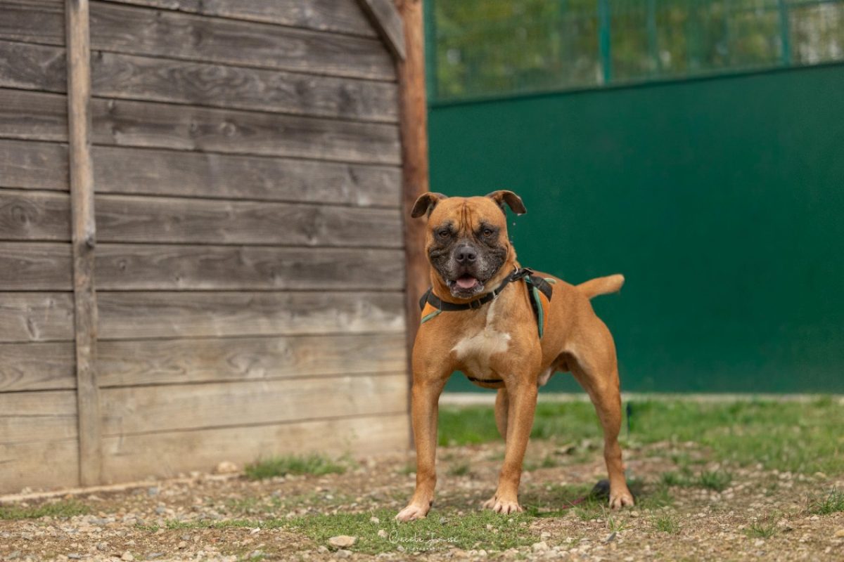 Bouba - Chien à adopter