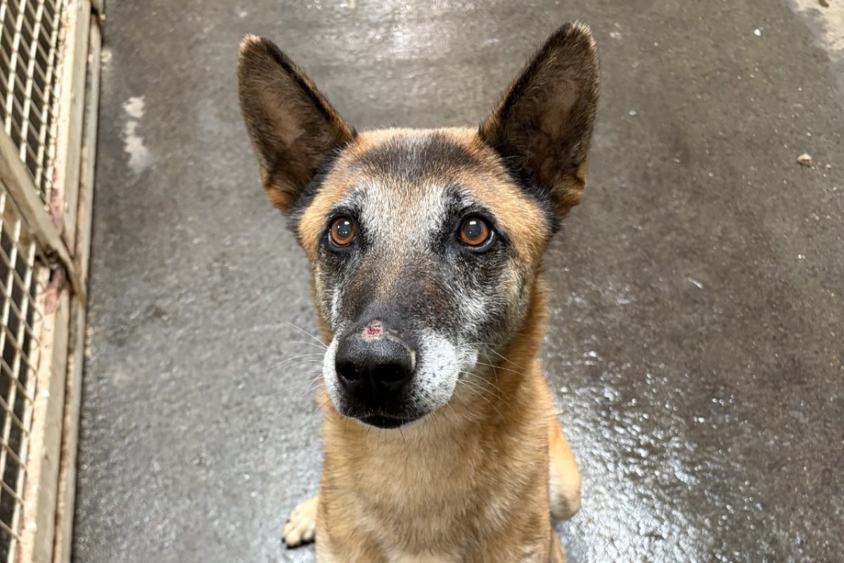 Ozone - Chien Berger Belge Malinois à adopter