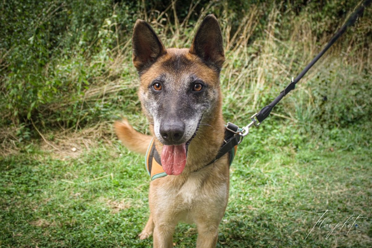 Ozone - Chien Berger Belge Malinois à adopter