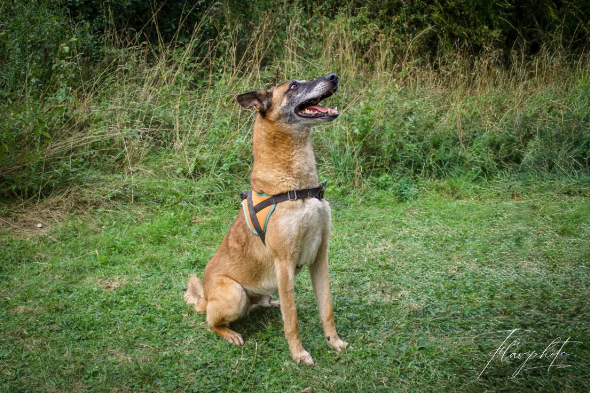 Ozone - Chien Berger Belge Malinois à adopter - photo 2