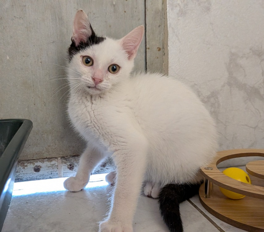 Tino - Chat Européen à adopter