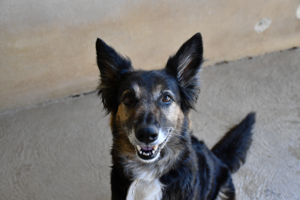 Xena - Chien Berger à adopter