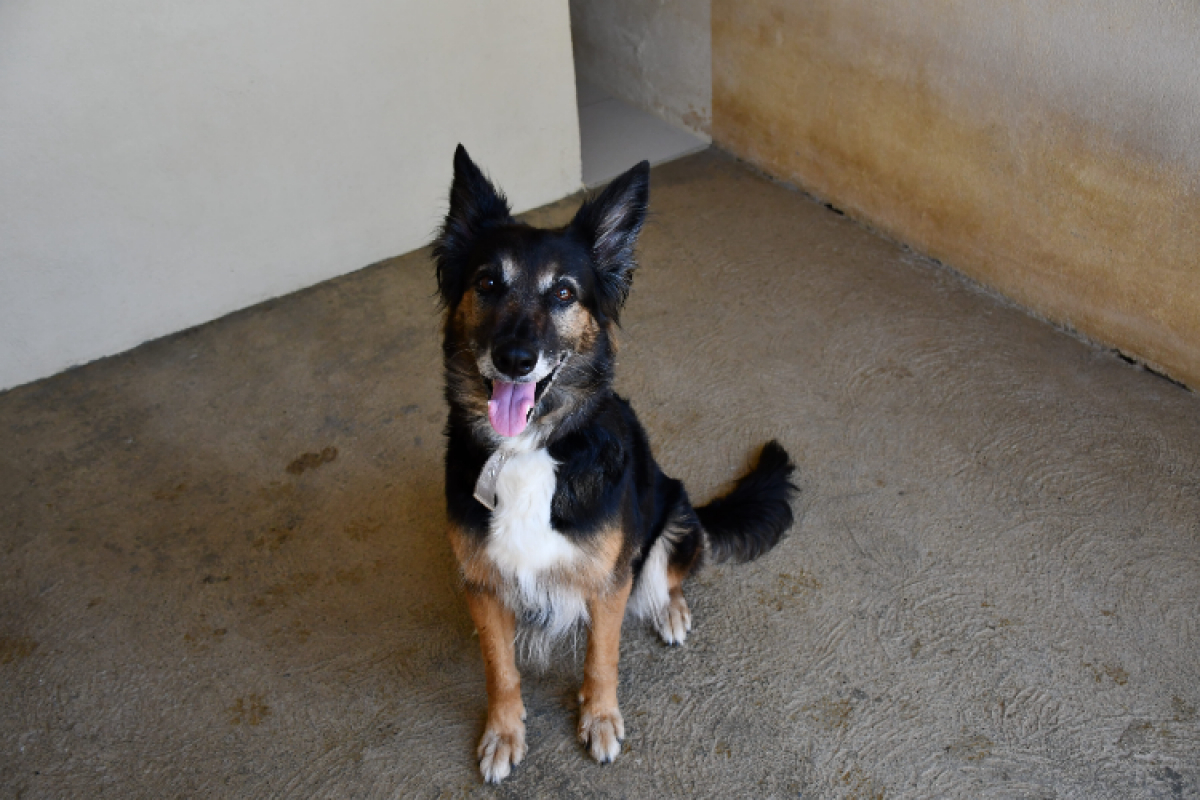 Xena - Chien Berger à adopter - photo 2