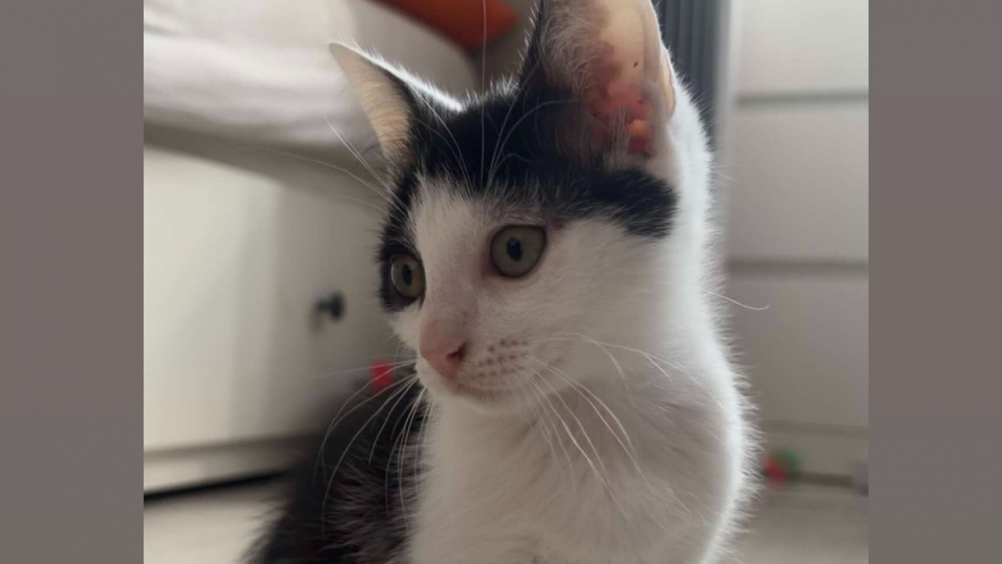 Topaze - Chat Européen à adopter