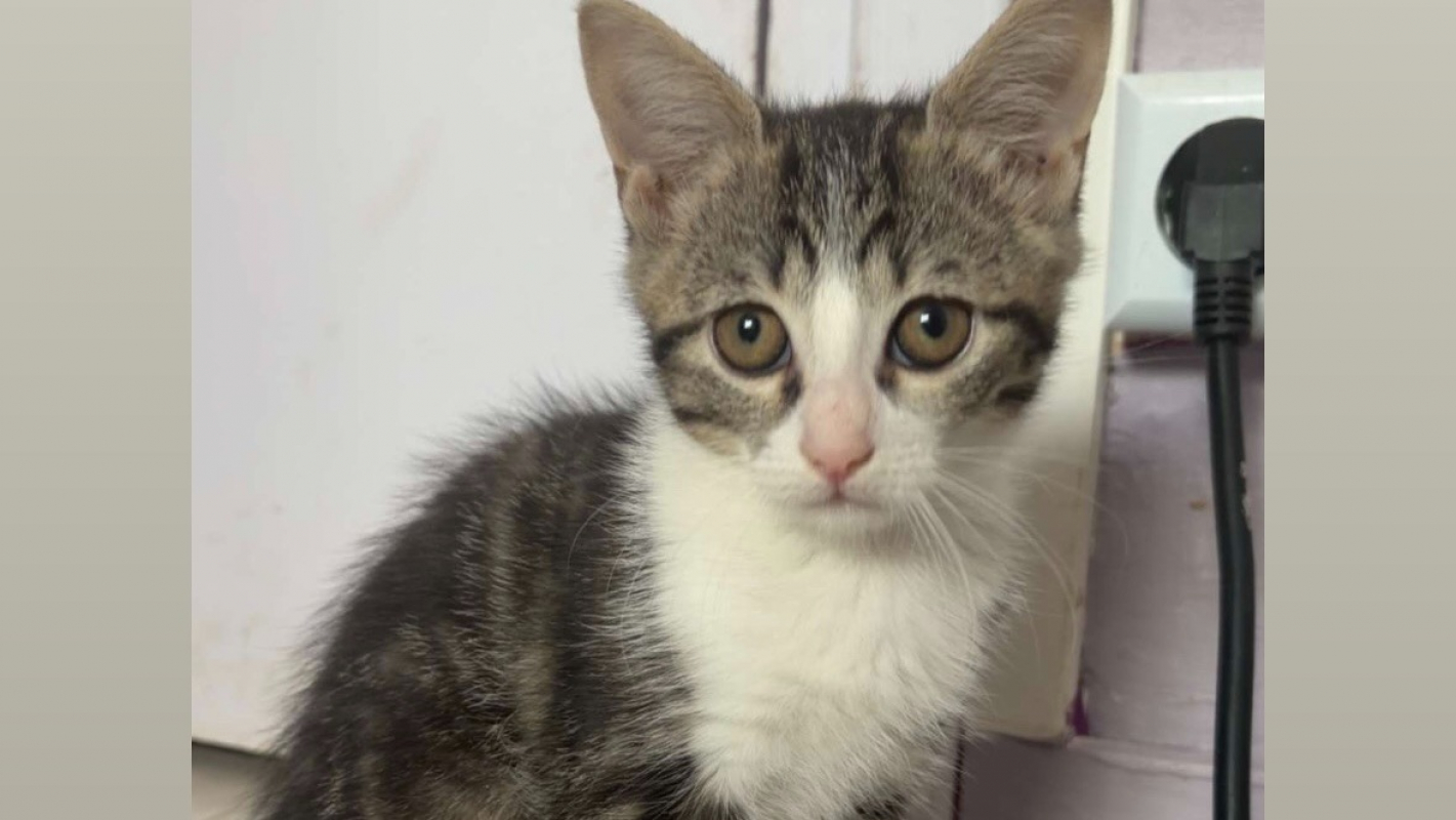 Ambre - Chat Européen à adopter