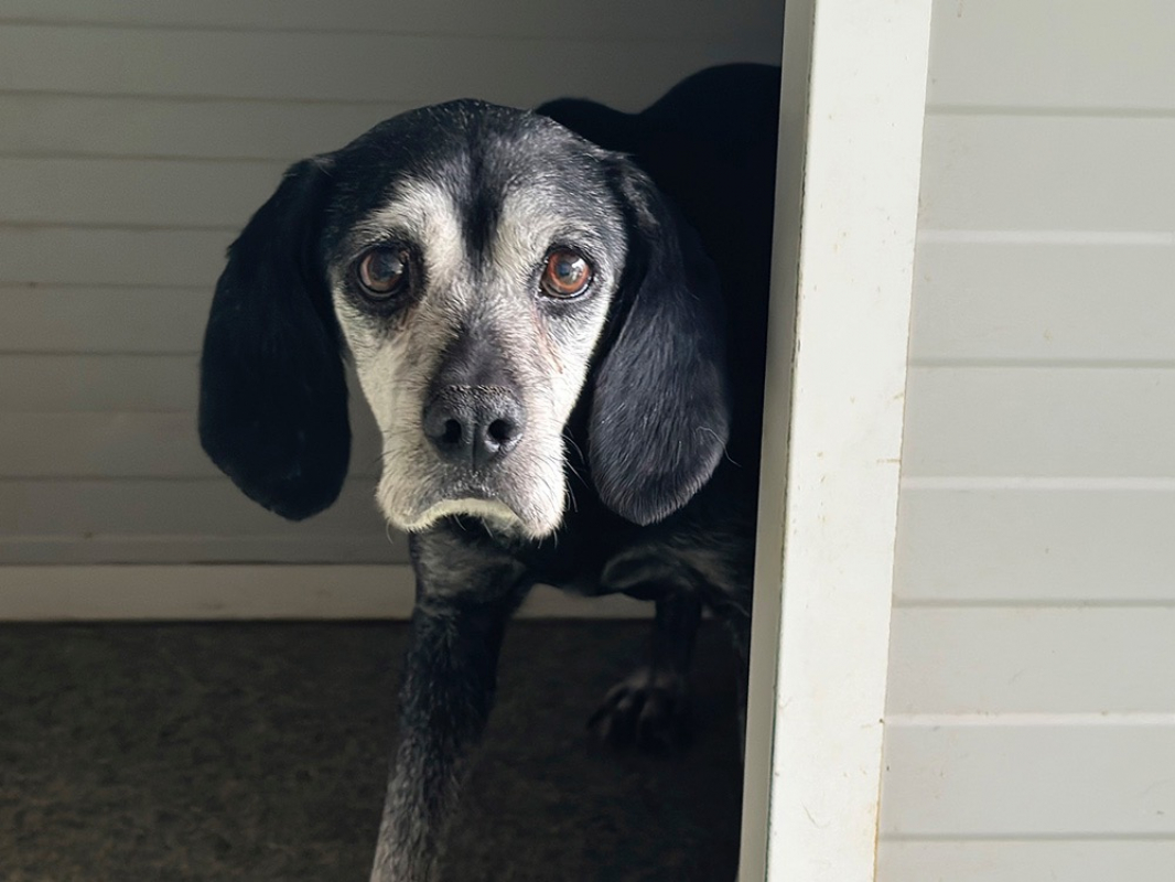 Eddy - Chien à adopter
