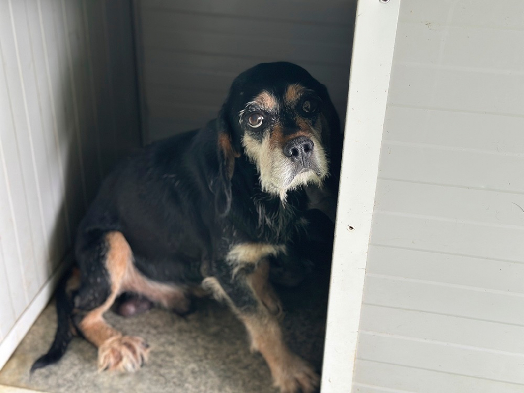 Fred - Chien à adopter