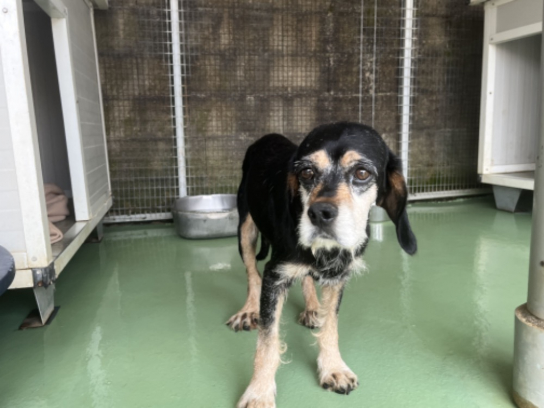 Fred - Chien à adopter - photo 2