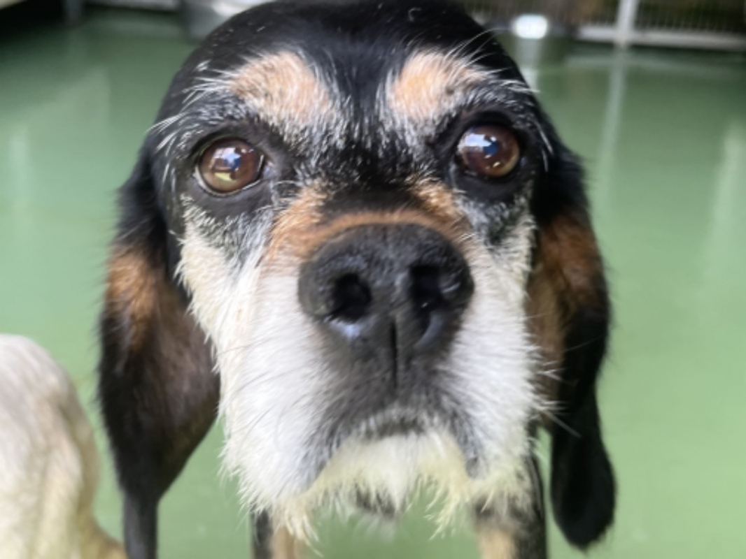 Fred - Chien à adopter - photo 3