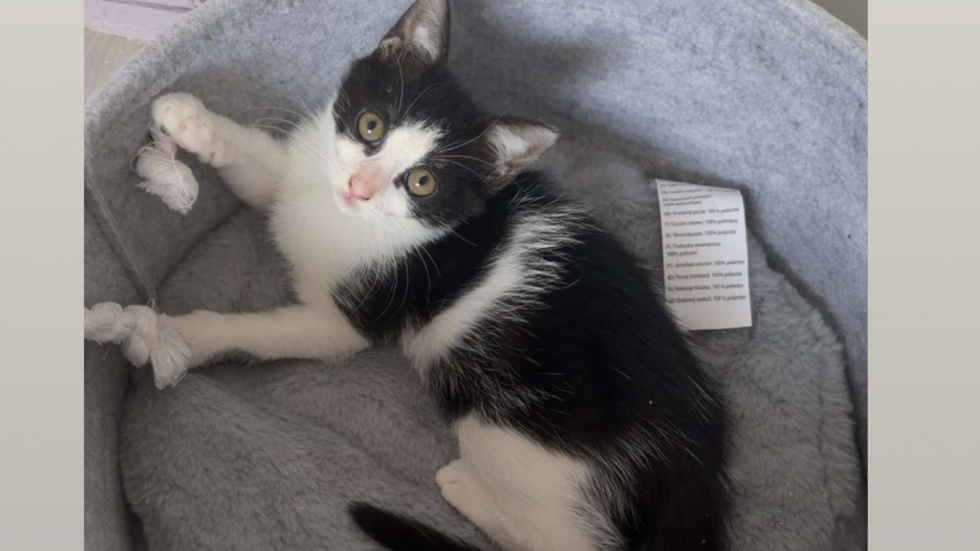Jade - Chat Européen à adopter