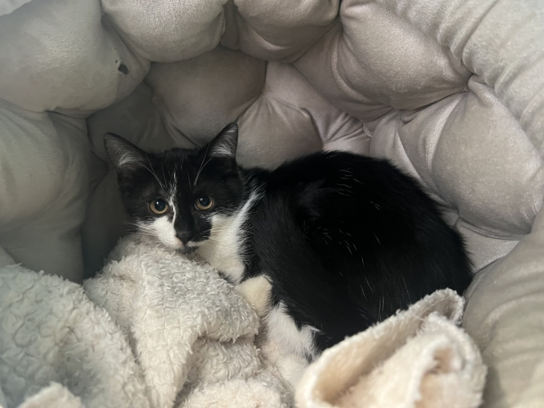 Kikinou - Chat Européen à adopter