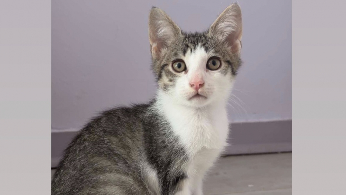 Onyx - Chat Européen à adopter