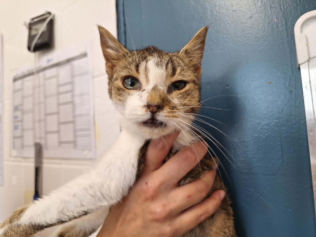 Astro - Chat Européen à adopter