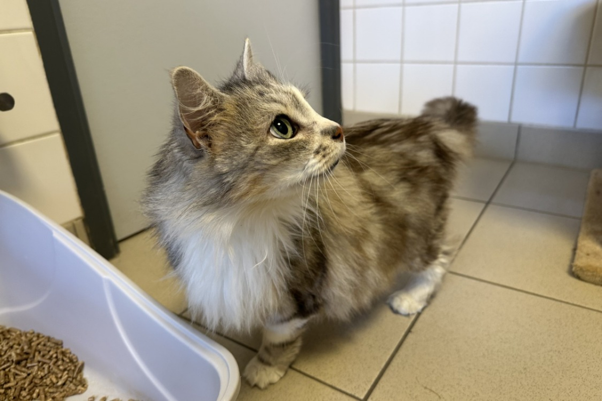 Ozizira - Chat Européen à adopter