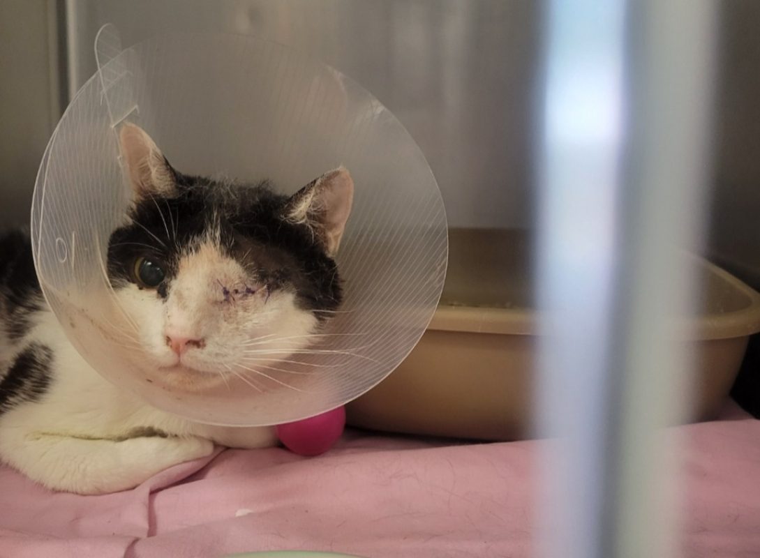Sika - Chat Européen à adopter