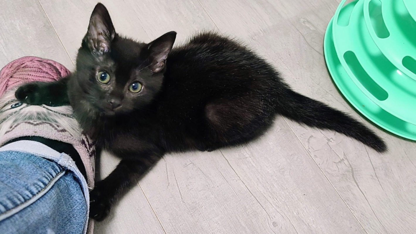 Vagabonde chez irène - Chat Européen à adopter