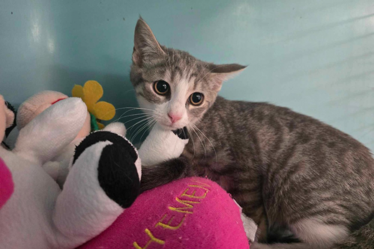 Astrid - Chat Européen à adopter