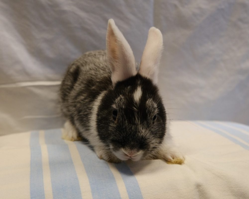 Shadow - Rongeur Lapin à adopter