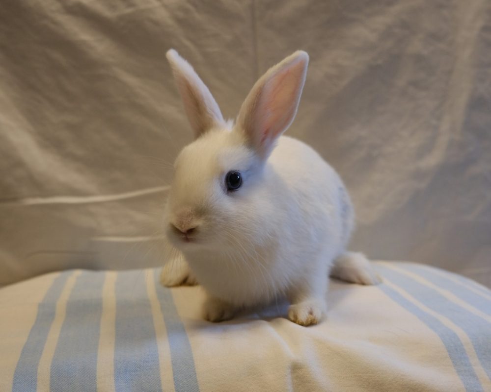 Cachou - Rongeur Lapin à adopter