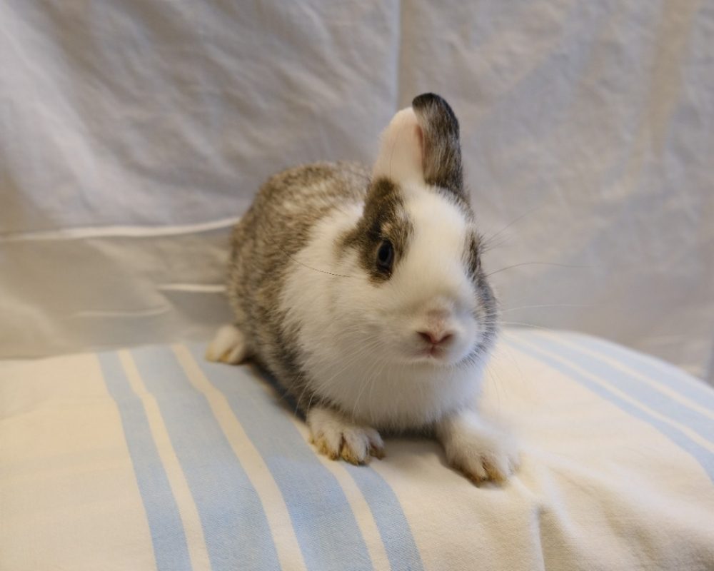 Oreo - Rongeur Lapin à adopter