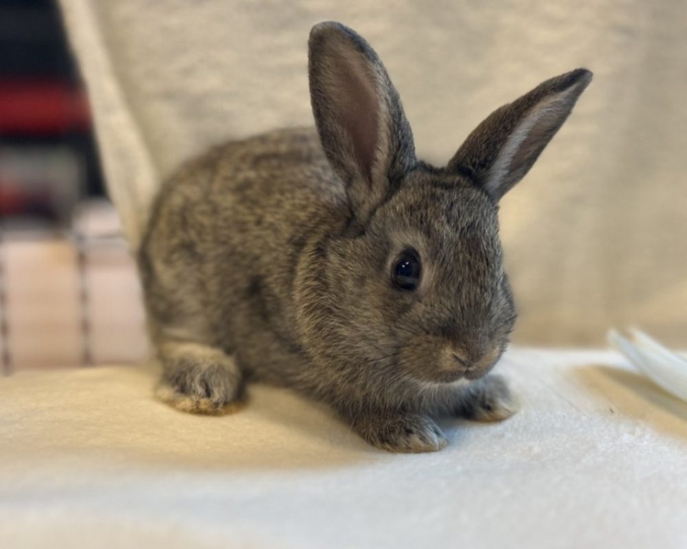 Capucine - Rongeur Lapin à adopter