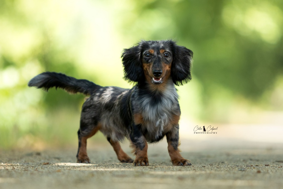 Ekko - Chien Teckel à adopter