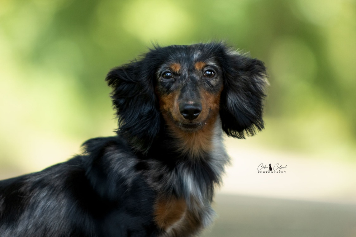 Ekko - Chien Teckel à adopter - photo 2